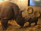Jako kadé zdravé nosoroí mlád stál i v Kodani práv narozený nosoroec...