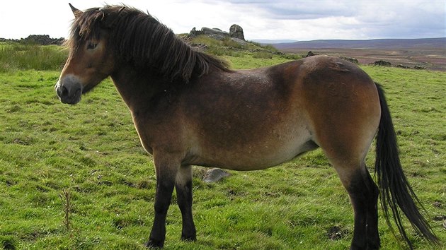 Exmoorští pony svým vzhledem, velikostí a zbarvením nejlépe odpovídají původním divokým koním žijícím ve střední a západní Evropě. Žádné jiné plemeno tu posledních tisíc let nežilo ve volné přírodě v podstatě bez vlivu člověka a bez křížení s jinými plemeny. 