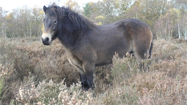 Divoký kůň z Exmooru se po letech analýz ukázal pro českou krajinu jako nejvhodnější.