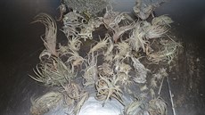 Celníci na leti�ti v pra�ské Ruzyni objevili v zavazadlech cestujících více ne�...