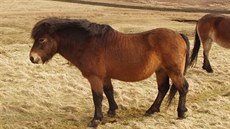Práv exmoorský nebo také keltský pony svým vzhledem, velikostí i zbarvením...