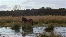 Britský národní park Exmoor se rozkládá na náhorní planin s mnoha mokinami a...