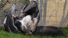 Mraveneníky se v praské zoo zatím nepodailo rozmnoit, akoliv je tu chovají...