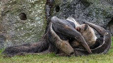 Pokud by Ella zabezla hned po prvních Hannibalových pokusech, mládte by se v...