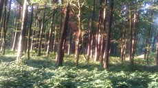 Mj oblíbený becký rajón - les u Sletit