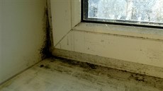 Na plísn� v ost�ní oken jsou ú�inné t�eba chlorové dezinfek�ní p�ípravky ve spreji.