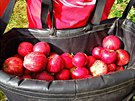Sbírání jablek. Pickerský bag