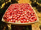 Sbírání jablek. Ukázkový plný bin