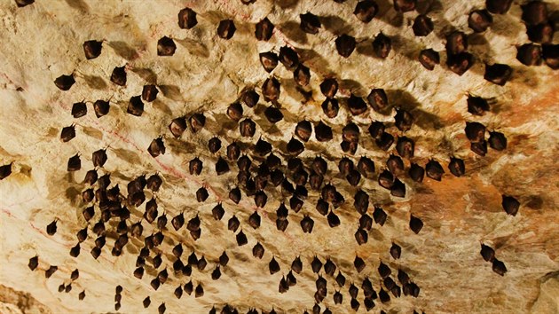 v jeskyni Turold u Mikulova přezimují netopýři vrápenci.