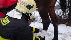 Hasii vysvobozovali kon uvznného ve spáe v asfaltu.