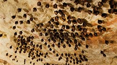v jeskyni Turold u Mikulova pezimují netopýi vrápenci.