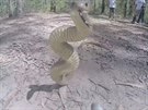Jedovatý had útoí na kameru.