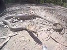 Jedovatý had útoí na kameru.