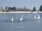 Labut na zamrzlé hladin pouze posedávaly, pomoc hasi nepotebovaly (1....