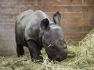 Samce nosoroce dvourohého pivedla ve dvorské zoo na svt ticetiletá Jessi...