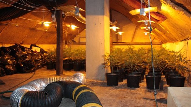 Vce ne 900 rostlin marihuany objevili kriminalist v jednom z dom v praskm Branku