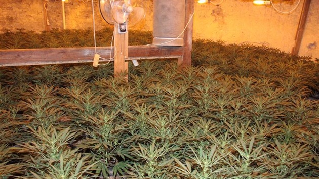 Pstírna marihuany v rodinném dom v Braníku