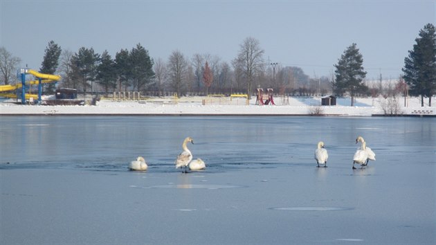Labut na zamrzl hladin pouze posedvaly, pomoc hasi nepotebovaly (1. nora 2014).
