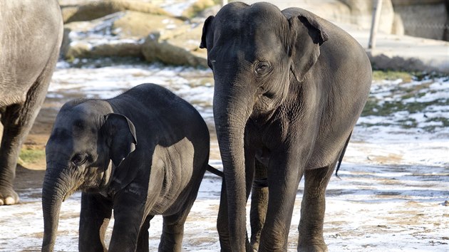 Březí slonice Janita na zimní procházce ve venkovním výběhu (zastihnete je tam každý den ve 13 hodin) s téměř dvouletou samičkou Sitou, která 11. února 2015 oslaví 2. narozeniny. 