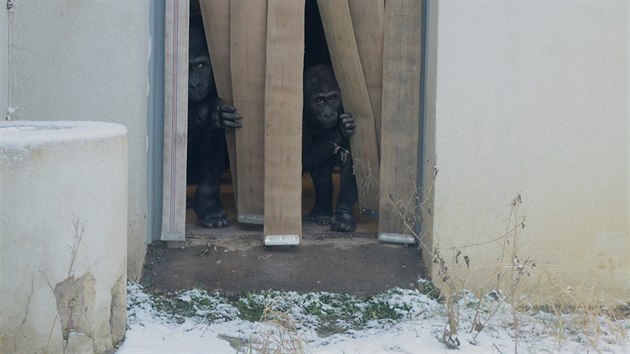 Kiburu a Nuru vykukuj ven na erstv zasnenou trvu, na prochzku se ale neodvili.