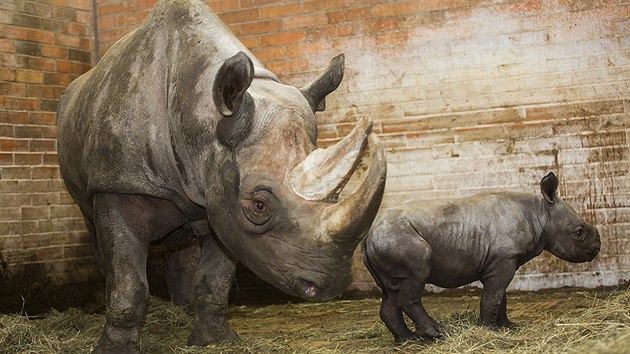 Samce nosoroce dvourohho pivedla ve dvorsk zoo na svt ticetilet Jessi (2.2.2015).
