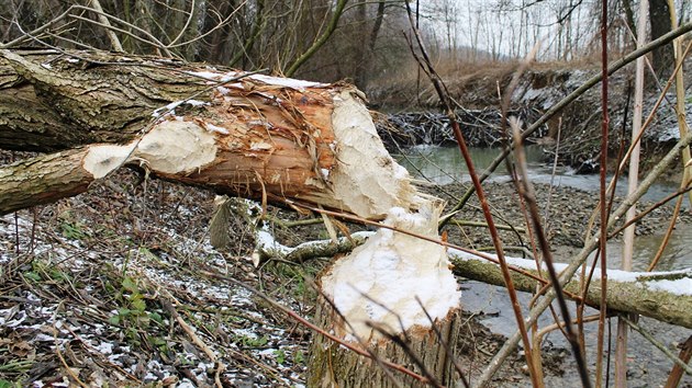 Stromy ohlodan od bobra u Frytckho potoka na kraji Zlna.