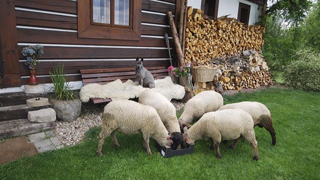 S chalupaenm to mysl Alice vn, a i kdy roubenku zatm vyuv jen rekrean, sna se tu t venkovskm zpsobem. S ptelem pstuj a zpracovvaj ovoce a zeleninu, chovaj ovce a vely.