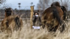 Spásání pemrzlé trávy nedlá divokým koním problém. Práv pée o patn...