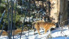 Tyg�ice Satu na námluvách