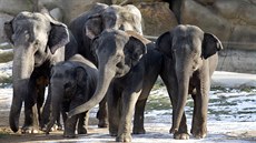 Skupina slonic se slntem v Zoo Praha. Bezí Janita je úpln vpravo.