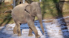 Březí Janita na mrazivé procházce. Teď v zimě lze slony zastihnout ve venkovním...