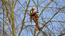 Stromolezci zaveni v korunách strom pracují v jihlavské Demlov ulici.