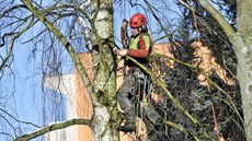 Stromolezci zaveni v korunách strom pracují v jihlavské Demlov ulici.