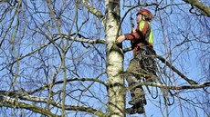 Stromolezci zaveni v korunách strom pracují v jihlavské Demlov ulici.