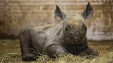 Samce nosorožce dvourohého přivedla ve dvorské zoo na svět třicetiletá Jessi...