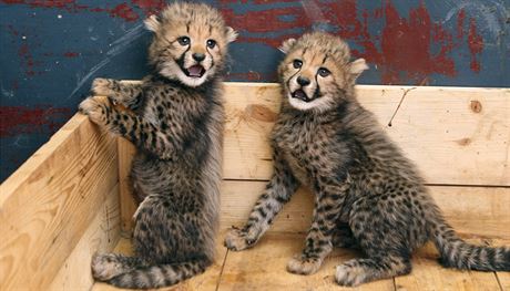 Zatím jsou mláata gepard narozená v olomoucké zoo loni na tdrý den malá, v dosplosti ale budou patit k nejdraím zvíatm zahrady, alespo co se výdaj na krmení týe.