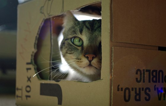 Kočky milují krabice. Vědci se dohadují, proč.