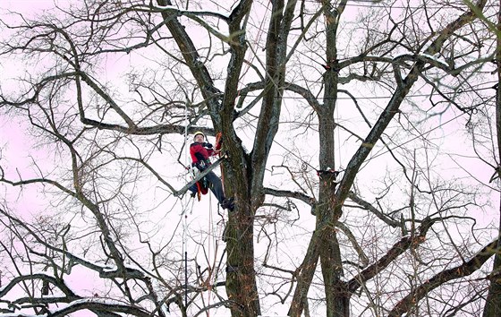 Arborista Miloslav Wach pi práci v korun letitého stromu.
