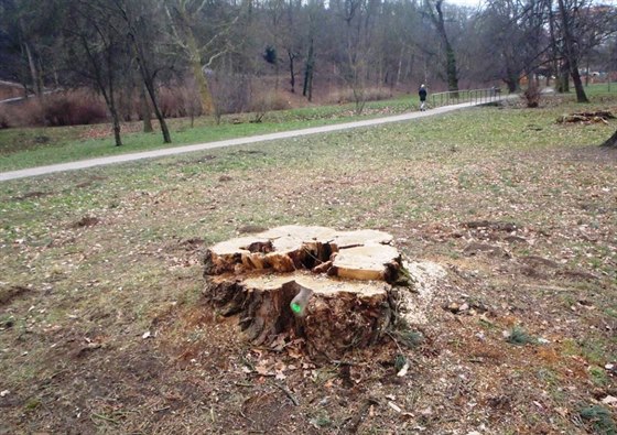 Kácení strom ve Stromovce