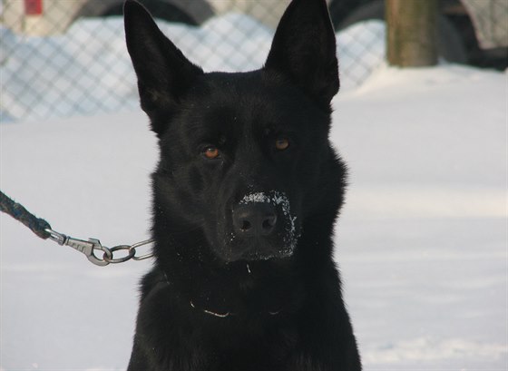 Policejní pes Timo (14. února 2015)
