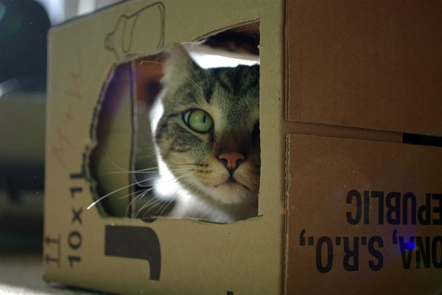 Kočky milují krabice, protože hledají bezpečí, teplo a pokoj od lidí -  iDNES.cz