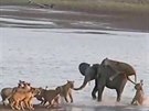 Slon se ubránil 14 hladovým lvicím