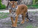 Johann, samec tygra malajského, ve venkovním výbhu Zoo Praha