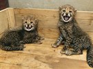 Olomouck zoologick zahrada na Svatm Kopeku pedstavila dv mlata geparda...