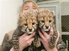 Olomoucká zoologická zahrada na Svatém Kopečku představila dvě mláďata geparda...