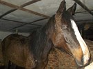 Snímek jednoho z koní pořízený ochránci zvířat u chovatelky ve Velkých Losinách.