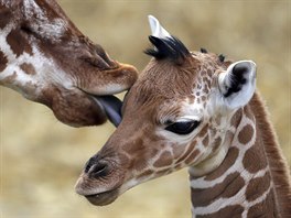 ZVÍECÍ PÉE. irafí matka Malindi peuje o svého dvoudenního potomka v zoo v...
