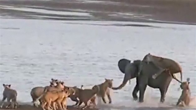 Slon se ubrnil 14 hladovm lvicm