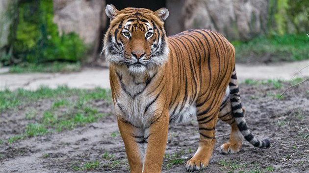 Johann, samec tygra malajskho, ve venkovnm vbhu Zoo Praha