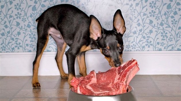 Svho psa mete krmit dobe, a u zvolte syrovou stravu (BARF), vate mu, anebo mu vyberete ideln granule.